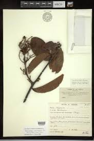 Image result for Acridocarpus chloropterus