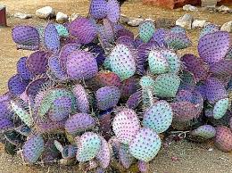 The prickly pear cactus (opuntia) produces attractive flowers and make great houseplants and wonderful landscape specimens. Purple Prickly Pear Elgin Nursery Tree Farm Phoenix Az