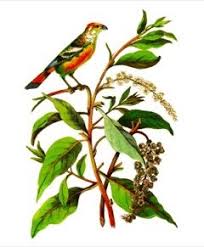 Image result for Phytolacca dodecandra