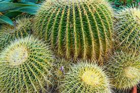 The calendar was born to give some little clues to those who want to see that world, while keeping an eye to the date. 10 Coolest Cacti On Earth