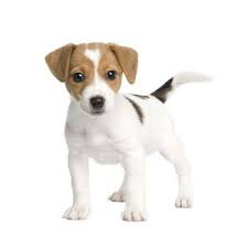 Miniature Jack Russells Jack Russell Terrier Puppies Jack Russell Puppies Terrier Puppies