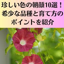 珍しい色の朝顔10選！希少な品種と育て方のポイントを紹介 | もりの暮らし