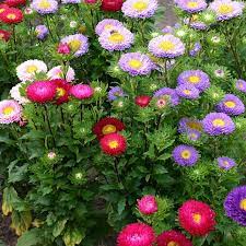 China aster (callistephus chinensis) is a beautiful, fragrant annual native to asia but cultivated throughout north america. China Aster Matsumoto Mix Callistephus Chinensis De Bolster Organic Seeds