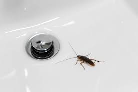 Maybe you would like to learn more about one of these? Easy Tips To Rid Your Sink And Drain Of Roaches Terminix