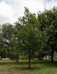 We have two monterrey oaks that were planted about 3 1/2 years ago. Monterrey Oak Tree Dallas Texas Treeland Nursery