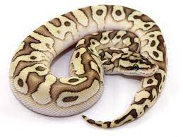 Desert Butter Pastel Ball Python Ball Python Morphs Pet Snake
