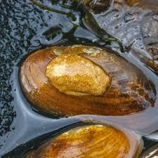 Image result for Cussonia arenicola