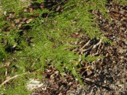 Image result for Asparagus laricinus