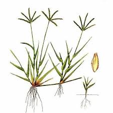 Image result for Cynodon dactylon