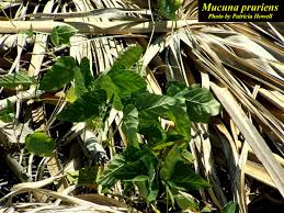 Image result for Mucuna pruriens