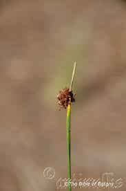 Image result for Fuirena ciliaris