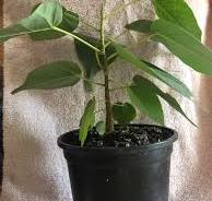Grew this ficus religiosa from seed. Next steps? : r/Bonsai