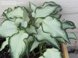 Caladium White Wings Strap Leaved 2 Caladium Bulbs Are 1 To 1 1 2 Inches In Diameter Ships 3 Bulbs In 2020 Foliage Plants Caladium Shade Plants