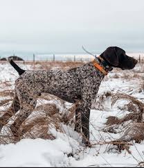 We did not find results for: Classic Gundogs