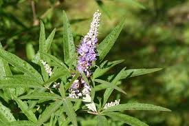 Image result for Vitex