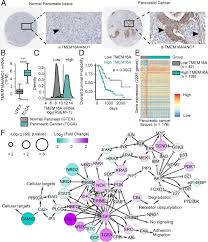 Try not to worry if your results are taking a long time to get to you. Tmem16a Controls Egf Induced Calcium Signaling Implicated In Pancreatic Cancer Prognosis Pnas