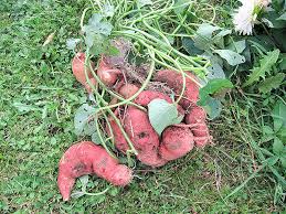 Pour gâteau de patates douces. Patate Douce Une Culture Originale Conseils Potagers Bio Potager
