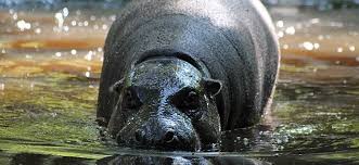 Zoo timisoara este pregatita pentru vizitatori de toate varstele. Gradina Zoologica Timisoara Opinia Timisoarei Stiri Din