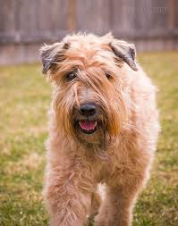 Soft Coated Wheaten Terrier Wheaten Terrier Terrier Terrier Dog Breeds