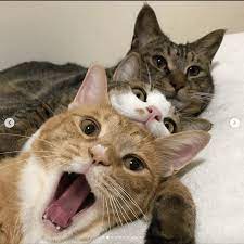 These 3 Adorable Cats Not Only Love To Nap Together But Take Selfies Cute Animals Kittens Cutest Cute Cats
