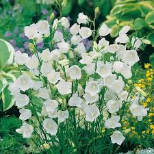 Weisse Glockenblume Alba Glockenblume Blumen Pflanzen Pflanzen