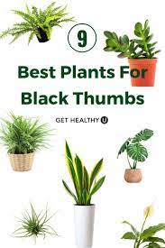 9 Low Maintenance Plants You Can T Kill Get Healthy U Plants Gardening For Beginners Houseplants