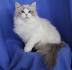 Blue Bicolor Lynx Male Ragdoll (SOLD) - Ragdoll Cats and ...