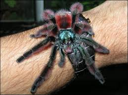 We did not find results for: Antilles Pink Toes Tarantula Jonathan S Jungle Roadshow