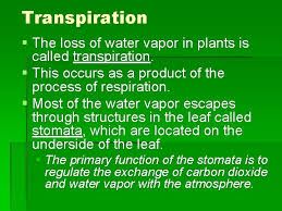 Transpiration is the process in which plants release the water inside it in the form of moisture or water vapor. Photosynthesis Respiration And Transpiration Essential Standard 6 L