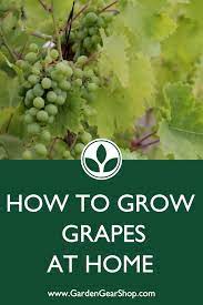How To Grow Grapes At Home Video Growing Grapes Grapes Grape Plant