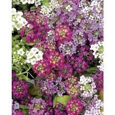 6 Pack Multicolor Alyssum In Tray L15021 Lowes Com Edging Plants Alyssum Winter Plants
