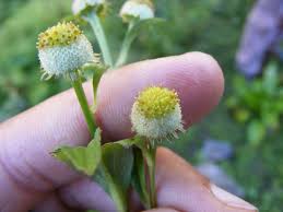 Image result for Dichrocephala