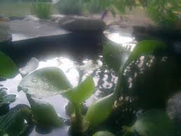 Check spelling or type a new query. How To Maintain And Care For A Pond Dengarden