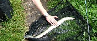 Letzteres kommt zum einsatz, wenn man über kraut angelt. Aalangeln Koder Montage Und Wie Du Einen Aal Totest