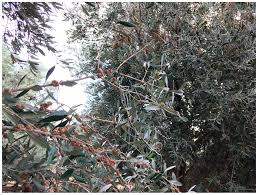 Image result for pseudomonas savastanoi pv nerii oleander symptoms