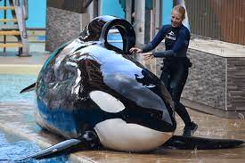 Rainy day rubdows with Trua 🌧 🐳 And yes, I'm still obsessed with  horizontal slideouts! #Trua #orca #killerwhale #orcaencounter #seaworld  #orlando #florida