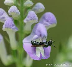 Image result for Scutellaria schweinfurthii