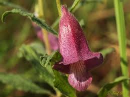Image result for Sesamum angustifolium