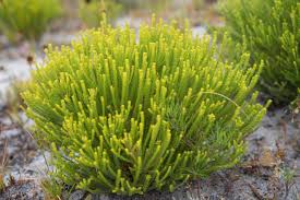 Image result for Selaginella imbricata