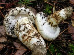 Image result for Micrargeriella