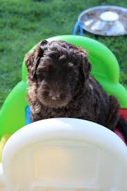 White undermount kitchen sink australian labradoodle mini red. High Country Australian Labradoodles