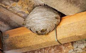 Wasps are attracted to yellow light, so wrap a flashlight in red tape for illumination. How To Get Rid Of A Wasp Nest In The Roof Guide Chouinard Bros