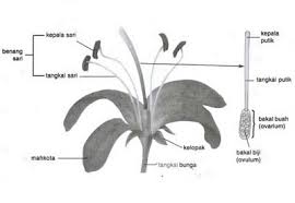 Bunga dikatakan lengkap apabila mempunyai daun kelopak ,daun mahkota, benang sari,putik,dan daun … 2021 Bagian Bagian Bunga Dan Fungsinya Gambar Video Ilmusiana