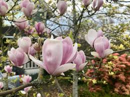 Pink flowering trees in california. April 2020 In The Neighbourhood Ubc Botanical Garden