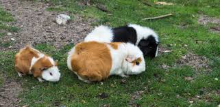 Most guinea pig owners either don't have enough knowledge or struggle to find the best supplies for their guinea pigs. How Should I Care For My Guinea Pig Rspca Australia