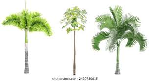 Image result for Wodyetia bifurcata