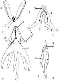 Wax Plants Disentangled A Phylogeny Of Hoya Marsdenieae Apocynaceae Inferred From Nuclear And Chloroplast Dna Sequences Sciencedirect