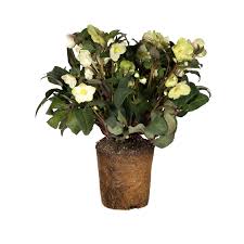 Image result for Eriosema erici-rosenii