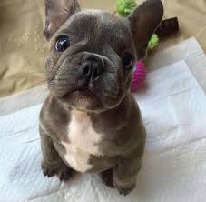 Search georgia dog rescues and shelters here. Precious French Bulldog Puppies French Puppies Twitter