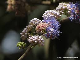 Image result for Memecylon sp. C